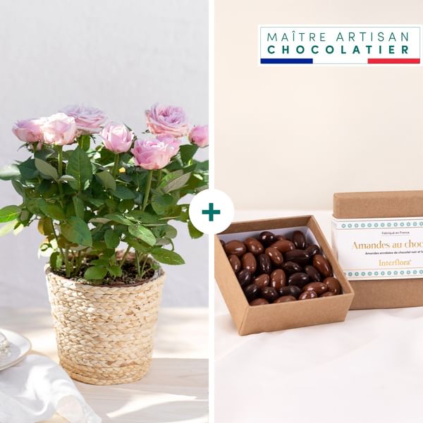 Rosier et ses chocolats - Rose plant and chocolates
