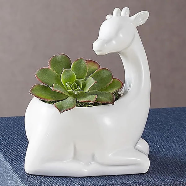 Safari Giraffe Succulents