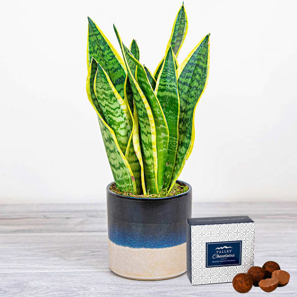 Seasonal Snake Plant