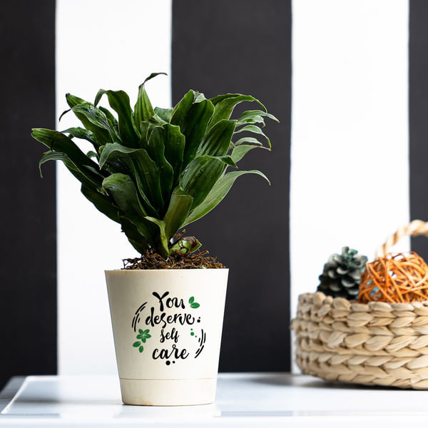 Self care Dracaena Compacta Plant