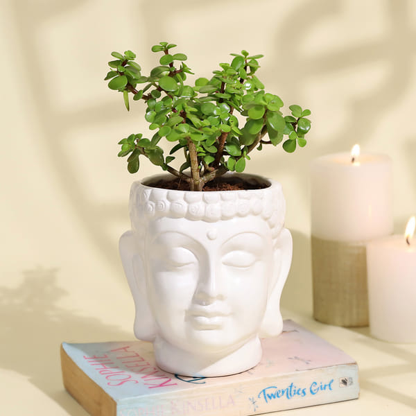 Serene Jade Plant in a Buddha Planter