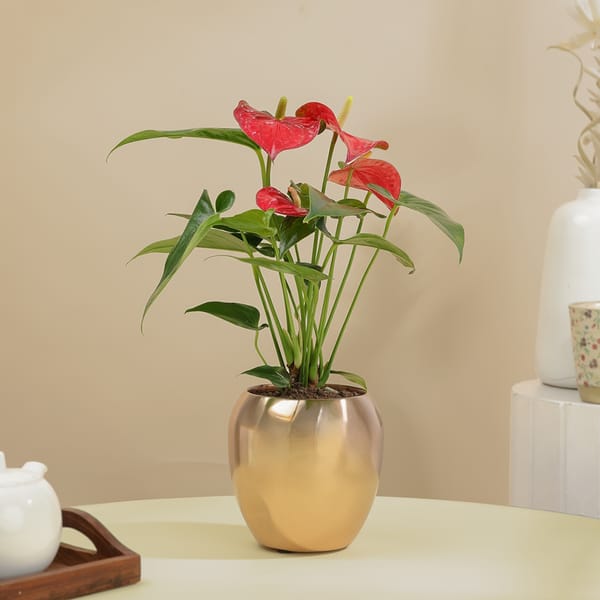 Serene Red Anthurium Plant In Rose Gold Vase