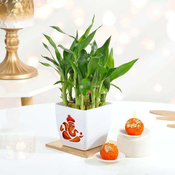 Serene Two-Layered Bamboo Plant With Metal Diyas