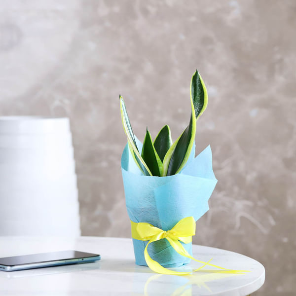 Snake Superba Giftable Plant