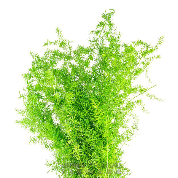 Springeri (Bunch of 10)