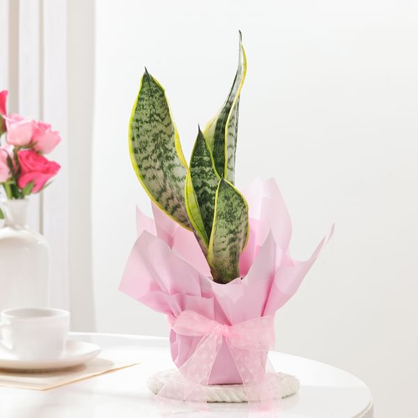 Striking Snake Plant In Blossom Pot