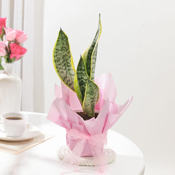 Striking Snake Plant In Blossom Pot