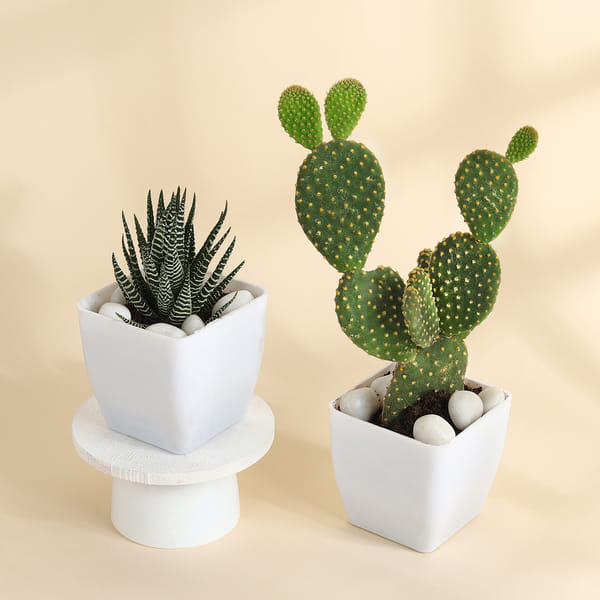 Succulent Sensation Haworthia And Rabbit Cactus With Planter
