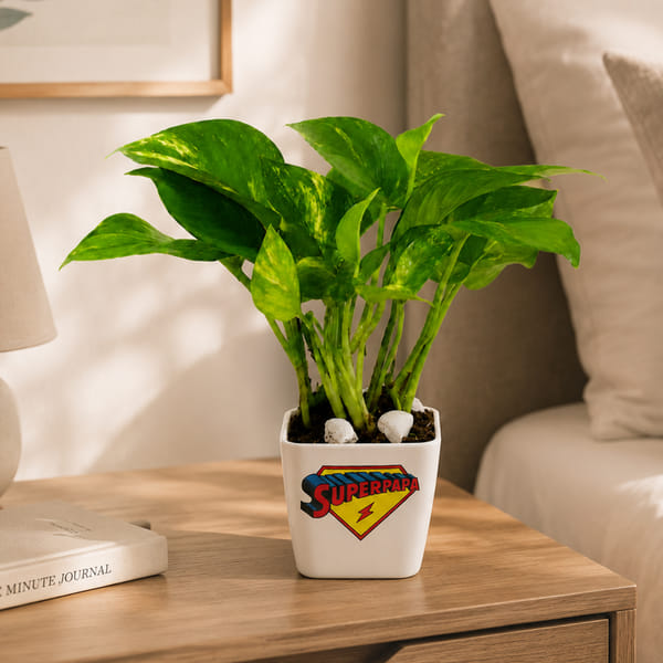 Super Papa's Money Plant With Planter
