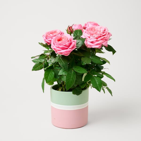 Sweet Light Pink Roses in Ceramic Pot