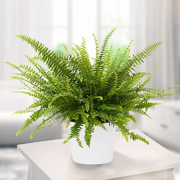 Sword Fern