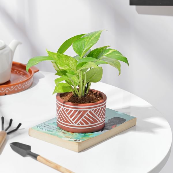 Terracotta Charm Money Plant