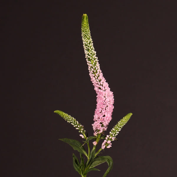 Veronica Clea Roswitha (Bunch of 10)