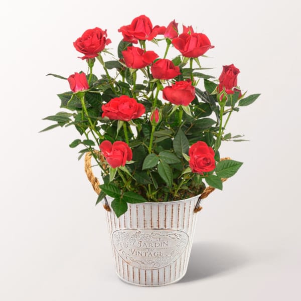 Vibrant Red Roses in a Stylish Zinc Pot