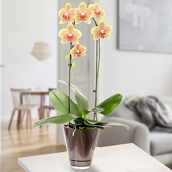 Yellow orchid in pot
