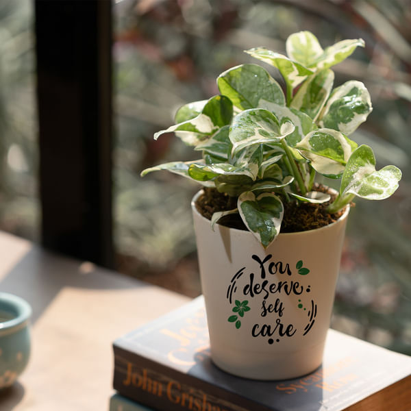 You Deserve Self-care Money Plant N'Joy Customized with logo