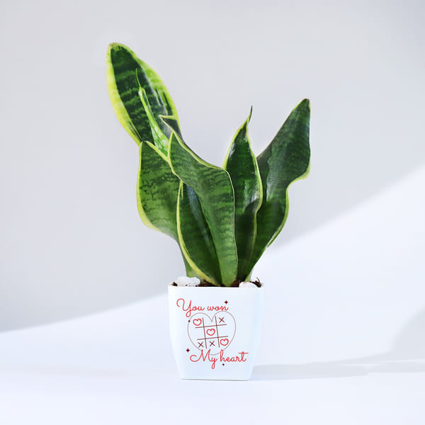 You Won My Heart - Snake Plant