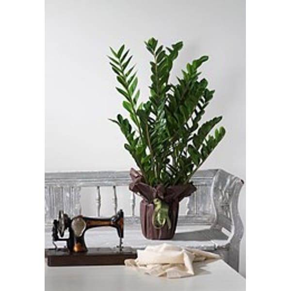 Zamia Plant