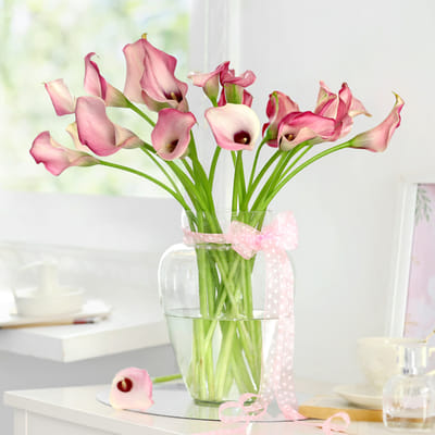 Buy/Send 20 Pink Calla Lilies in Glass Vase Online | IGP | JVS1275758