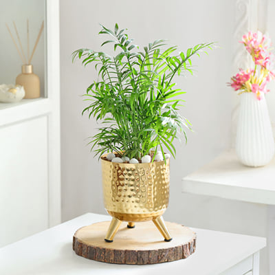 Buy/Send Calm & Gold Online | IGP | JVS1302329