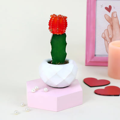 Buy/Send Hearts On a Pot with Moon Cactus Online | IGP | JVS1202337