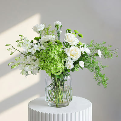 Springery Order Hydrangea Haze Online at Best Price, Free Delivery|IGP Flowers