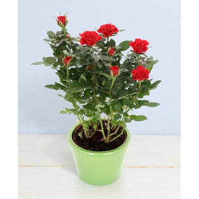 Litton Roses Buy/Send Little roses in pot Online | IGP | NID1451585