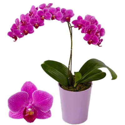 Orchid Rishi One Buy/Send Orchid with One Branch Online | IGP | ID1354555