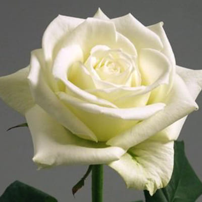 Tuke Roses Buy/Send Rose Tinake (Bunch of 20) Online | IGP | WF1096578