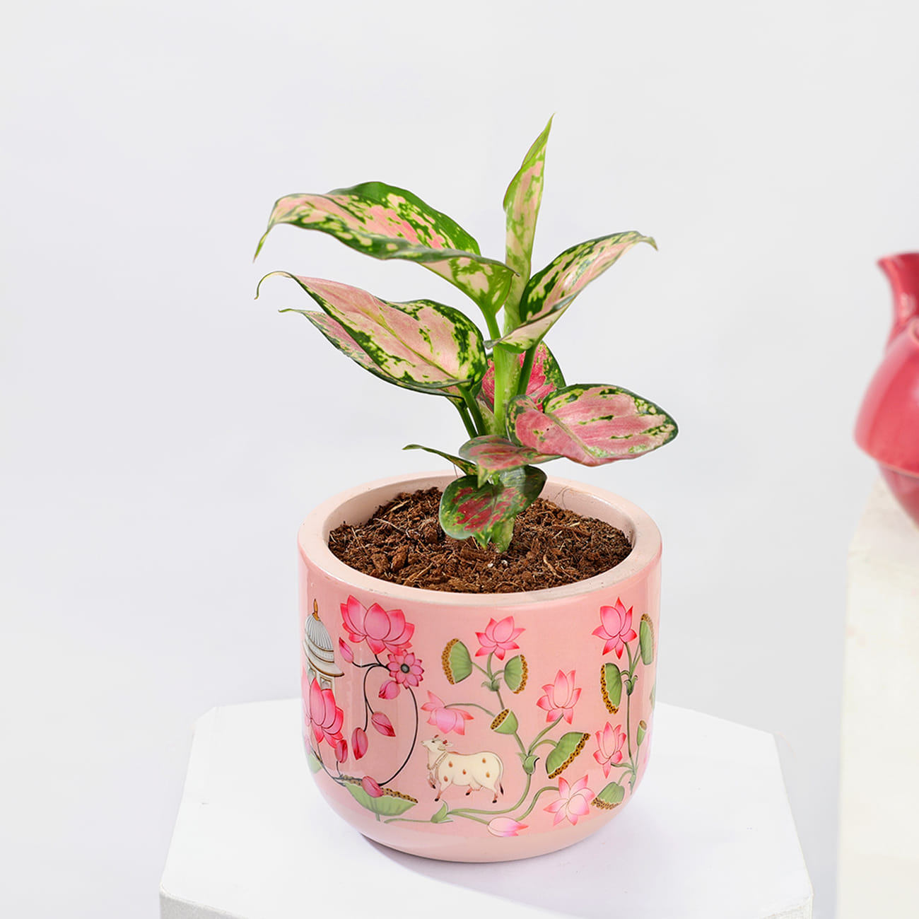 Aglaonema Plant with Teracotta Pot