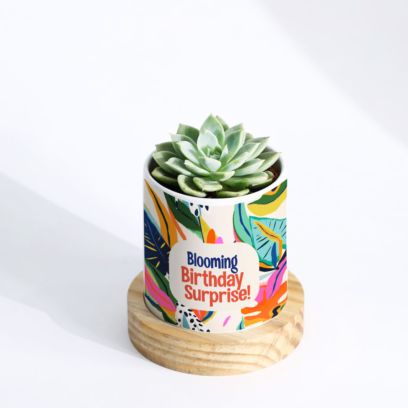 Blooming Birthday Surprise Personalized Echeveria Succulent With Pot