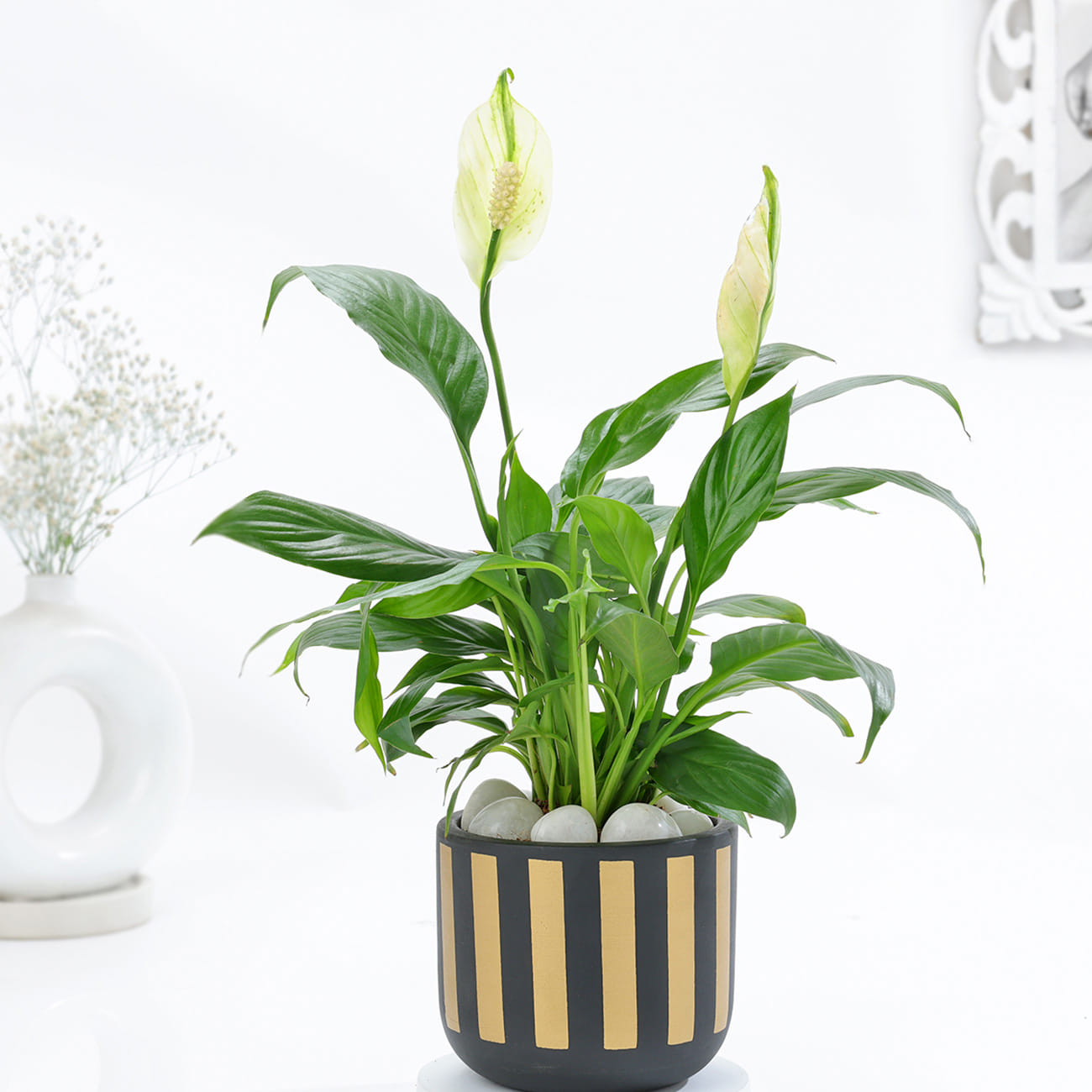 Classic Black And Gold Striped Planter With Peace Lily