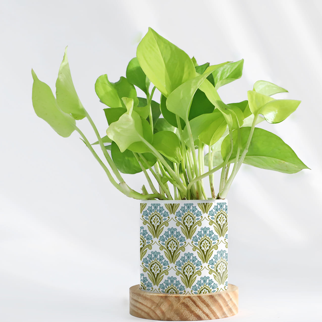 Green Paradise - Money Plant With Pot