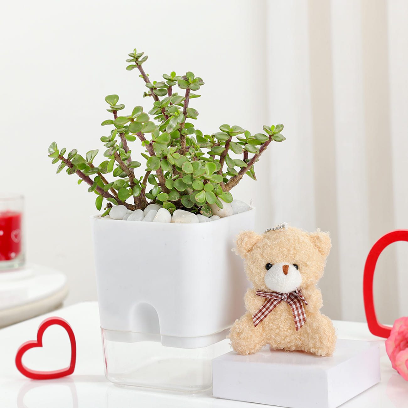 Jade Plant With Self-Watering Planter And Mini Teddy Bear
