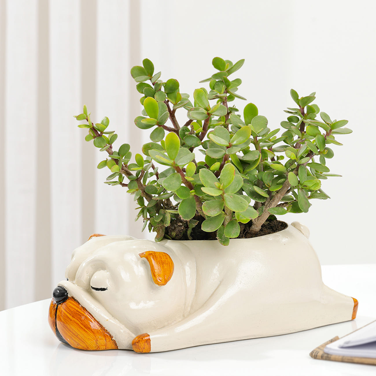 Jade Plant With Sleepy Pup Planter