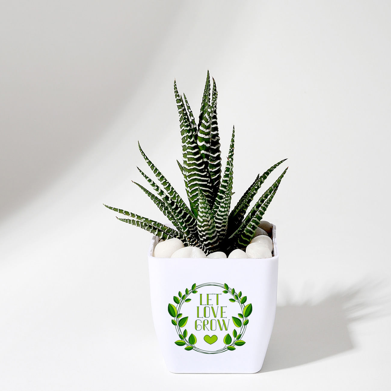 Let Love Grow Haworthia Plant With Planter