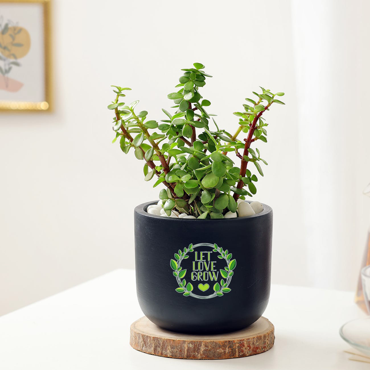 Let Love Grow Jade Plant With Planter