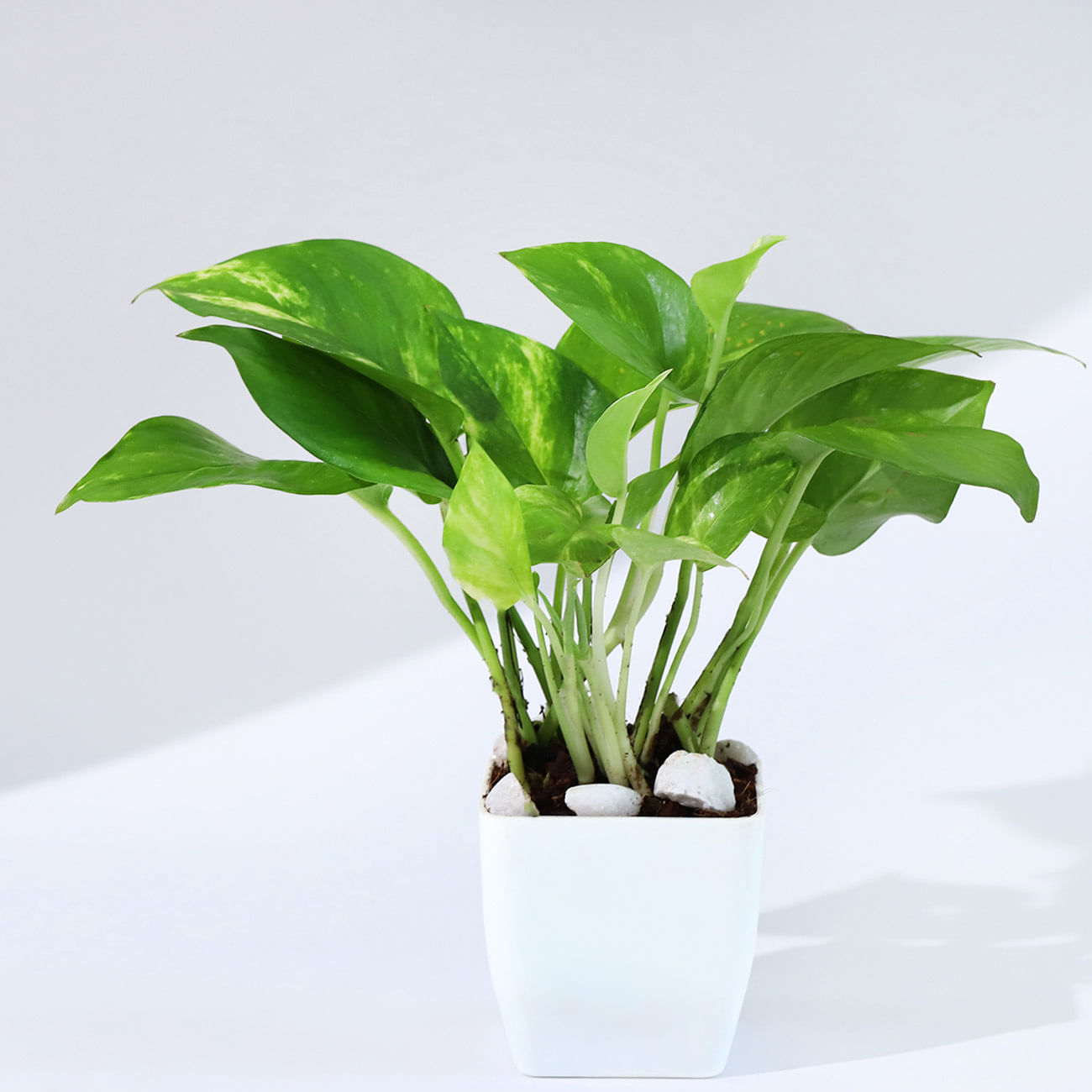 Let Love Grow Money Plant With Plastic Pot