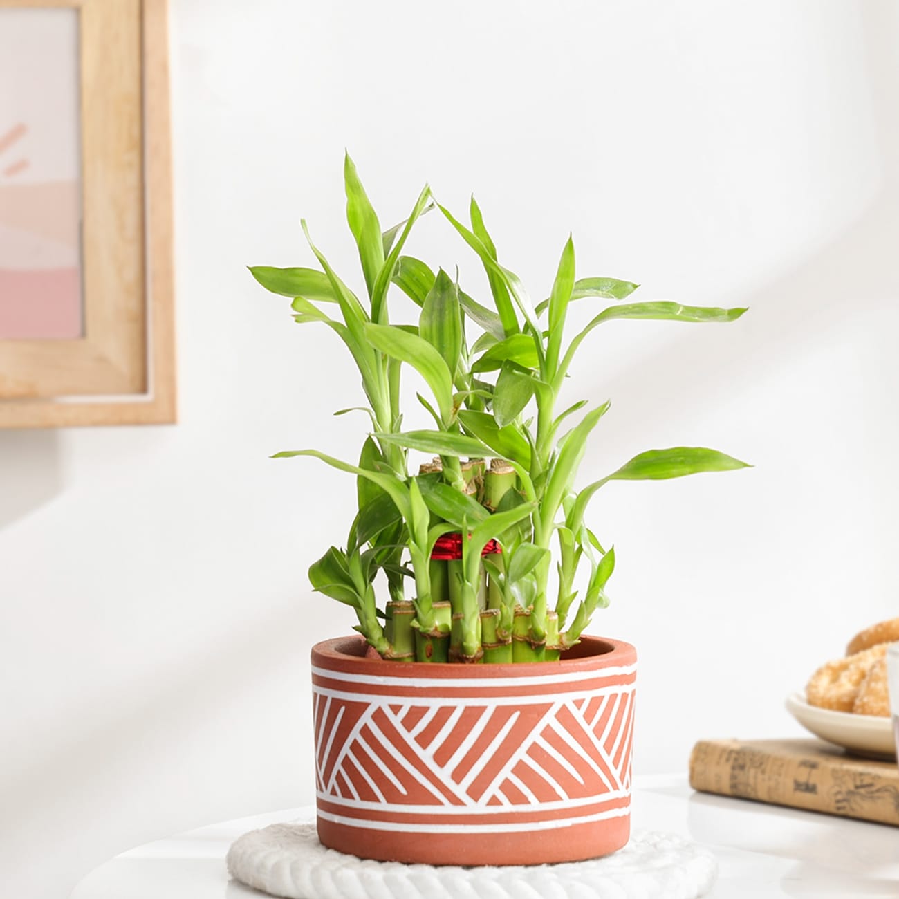 Lovely Two-Layer Bamboo Plant In Terracotta Planter