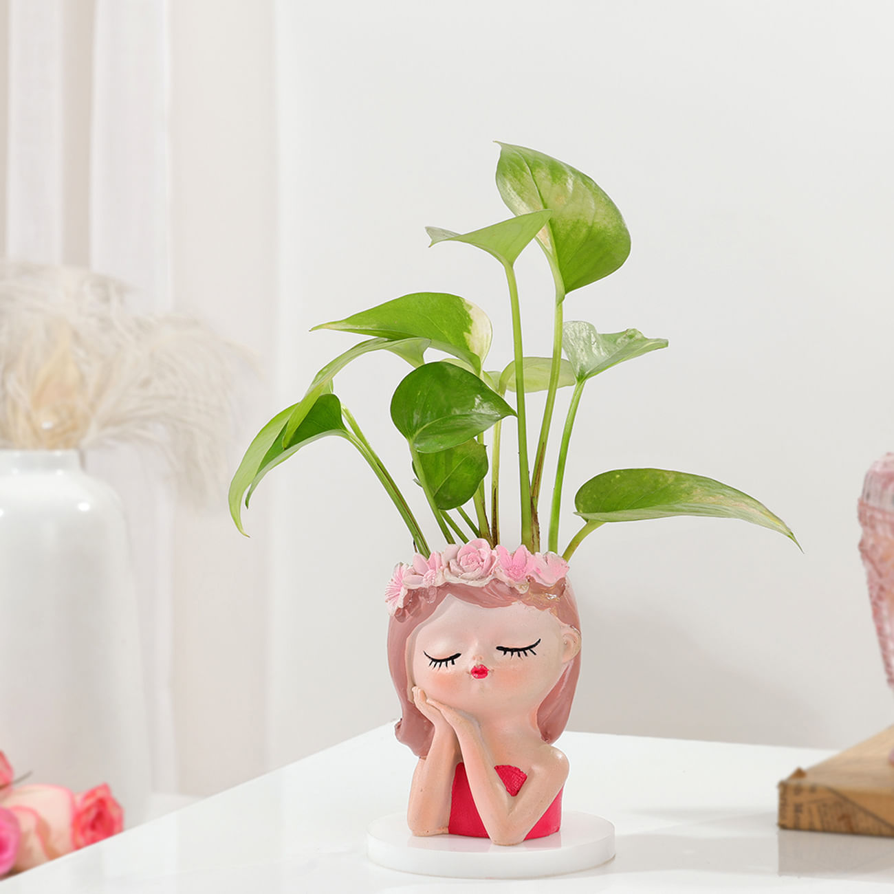 Money Plant With Beauty Planter