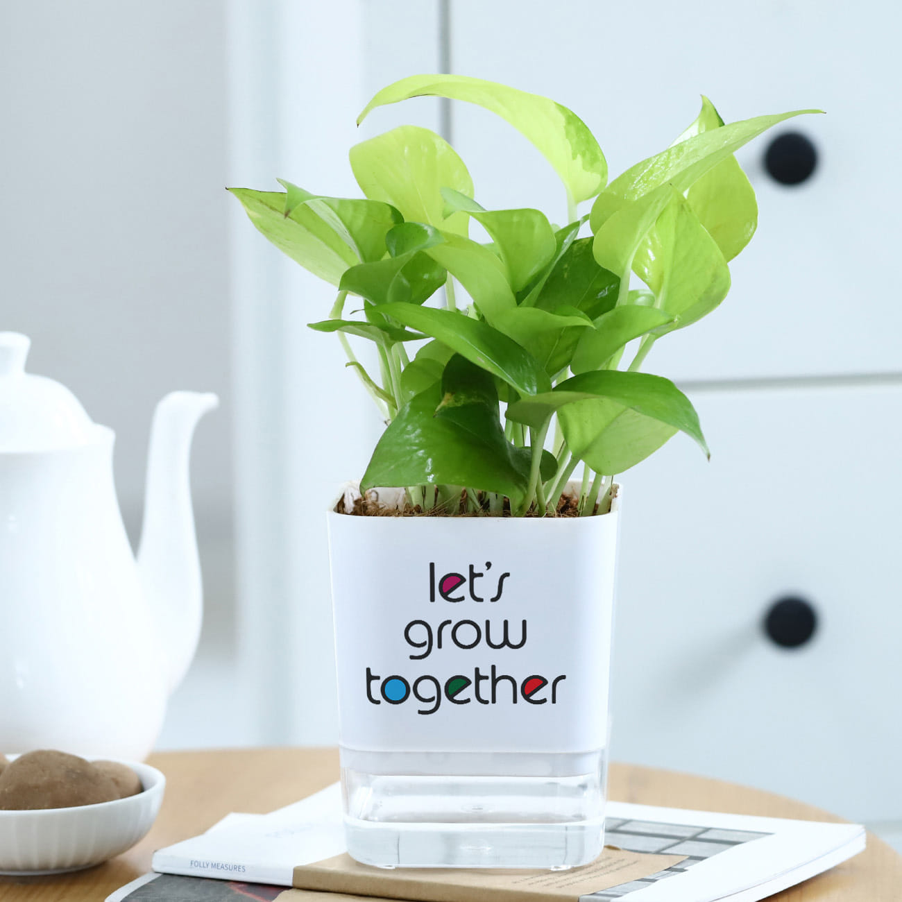 Money Plant With Self-Watering Planter