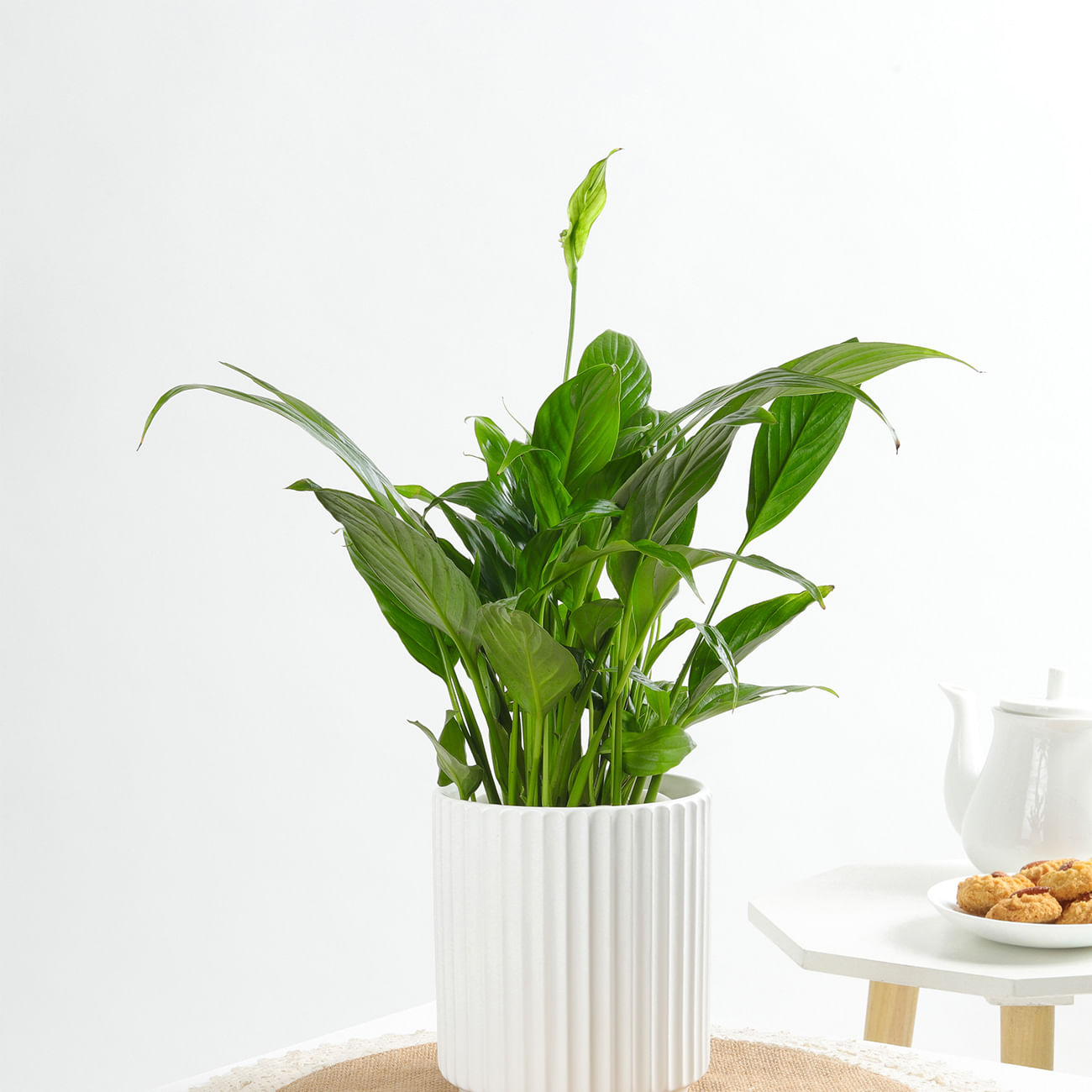 Peace Lily In A Minimalist White Planter