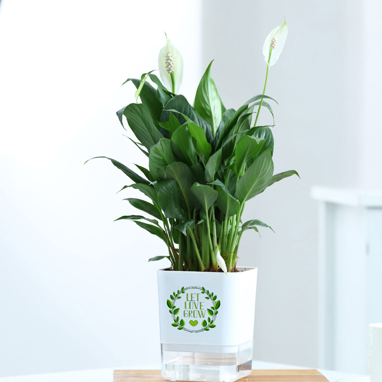 Peacelily Plant With Self-Watering Planter