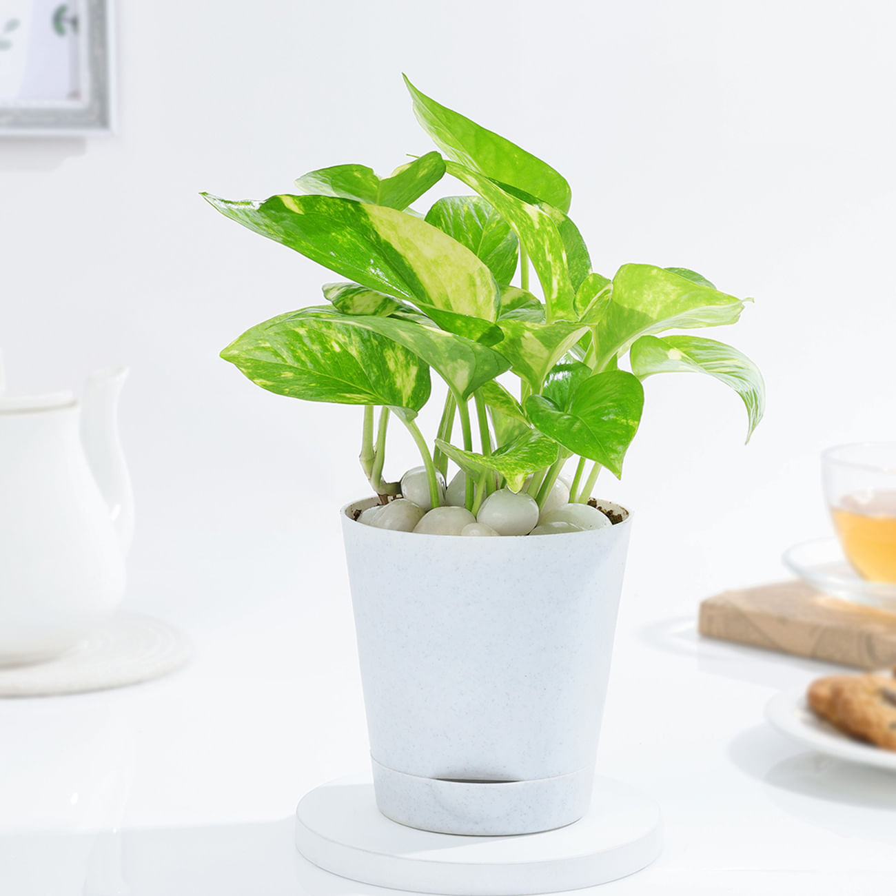 Resilient Money Plant And Self Watering Planter