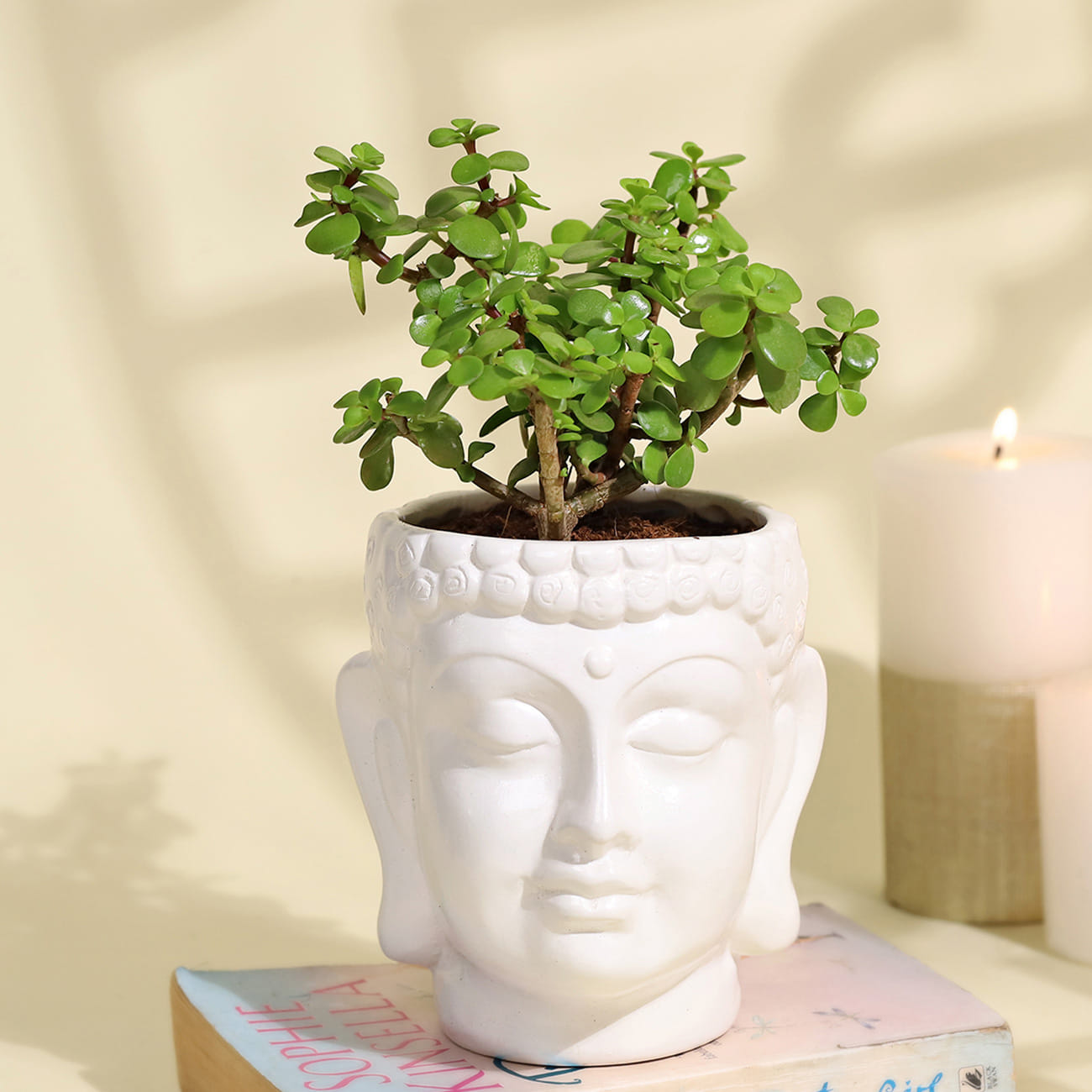 Serene Jade Plant in a  Buddha Planter