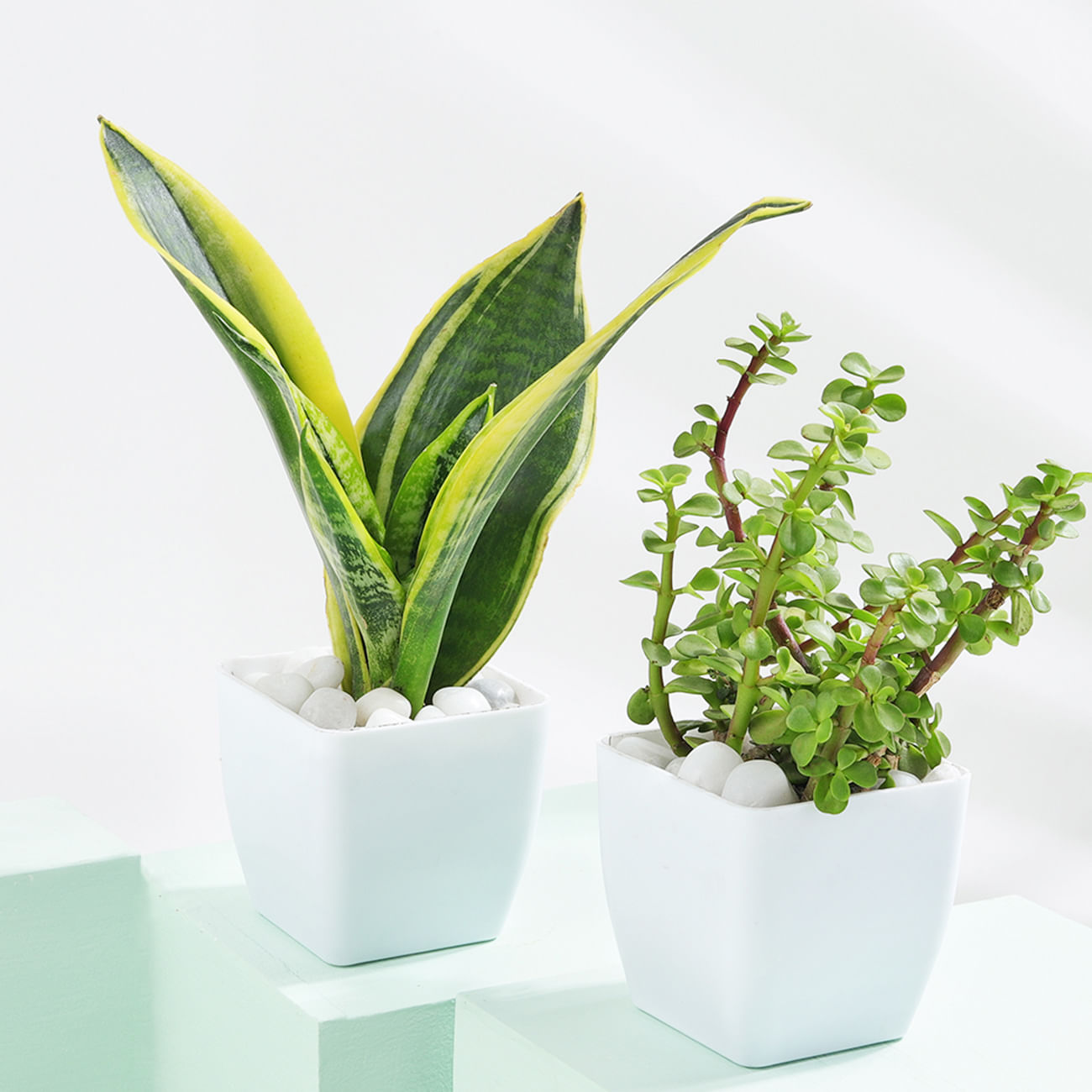 Tranquil Harmony - Snake And Jade Plant With Pot