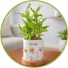 Plants
