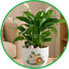 Plants