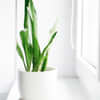 Air Purifying Plants