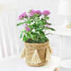 Flowering Plants Online